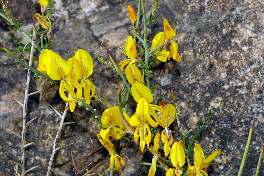 Genista cadasonensis / Ginestra della Sardegna